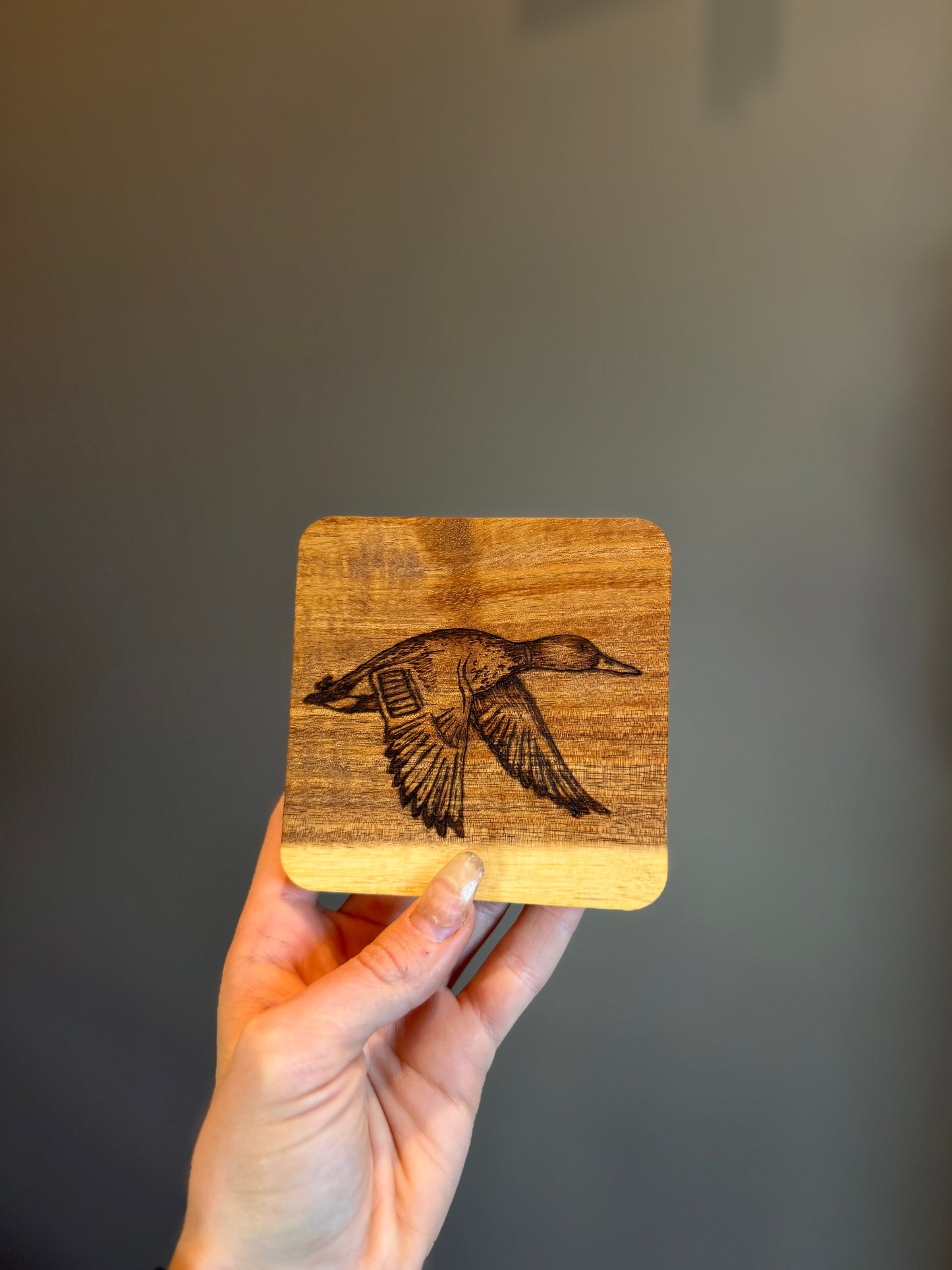 Wild coasters (set of 4)